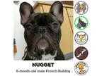 Nugget *MEDICAL HOLD* French Bulldog Puppy Male