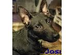 Jose Shepherd (Unknown Type) Puppy Male