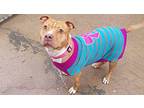 Butterscotch American Pit Bull Terrier Adult Female