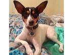 Charlie (MI) Rat Terrier Young Male