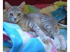 Jasmine Domestic Mediumhair Kitten Female