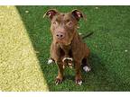 Anna American Pit Bull Terrier Young Female