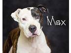 Max Pit Bull Terrier Senior Male