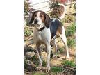 Nellie Treeing Walker Coonhound Young Female