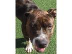 Wildfire Pit Bull Terrier Adult Female