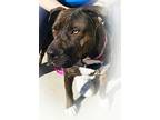 Mercy American Staffordshire Terrier Adult Female