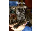 Quincey Boxer Puppy Male