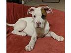Wally Cleaver Boxer Puppy Male