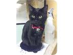 Captain American Shorthair Young Male