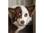 Betty Lou Border Collie Young Female