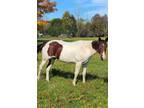 APHA Gorgeous Tobiano mare