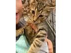 Stefan Domestic Shorthair Kitten Male