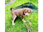 RIVER Labrador Retriever Puppy Female