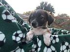 tinker Jack Russell Terrier Puppy Male