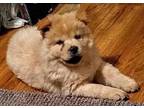 Wendell Chow Chow Puppy Male