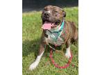 Happy (BRG) American Pit Bull Terrier Adult Male