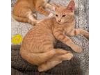 Wine & Cheese Kittens- ASTI Domestic Shorthair Kitten Male