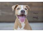 Pippa Pit Bull Terrier Puppy Female