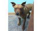 General American Pit Bull Terrier Young Male