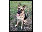 Roxie - Foster / 2021 German Shepherd Dog Adult Female