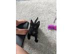Blackberry Domestic Shorthair Kitten Male