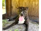 FABLE American Staffordshire Terrier Adult Female