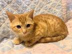 Lucy Domestic Shorthair Kitten Female