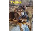 TASHA Dachshund Puppy Female