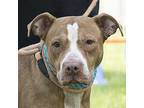 Jazzy American Staffordshire Terrier Adult Female