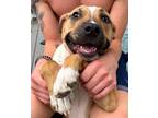 Adopt Halo a Tan/Yellow/Fawn - with White American Pit Bull Terrier / Mixed dog