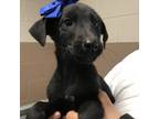 Adopt 220103K003 - Boomer a Black Retriever (Unknown Type) / Mixed dog in