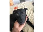Adopt Fae a Black American Pit Bull Terrier / Labrador Retriever / Mixed dog in
