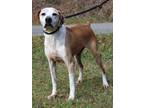 Adopt Rambo 18084 a Brown/Chocolate - with White Boxer / Hound (Unknown Type) /