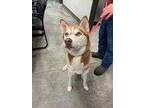 Adopt Sarah a Brown/Chocolate Husky / Mixed dog in Bowling Green, KY (33584472)