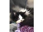 Adopt Rose Nylund a All Black Domestic Longhair / Domestic Shorthair / Mixed cat