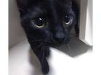 Adopt Toothless a All Black Domestic Shorthair / Domestic Shorthair / Mixed cat