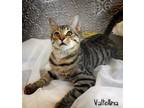 Adopt Valtellina a Brown Tabby Domestic Shorthair (short coat) cat in Warner