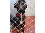 Adopt Harley a Brindle American Pit Bull Terrier / Husky / Mixed dog in