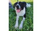 Adopt KIKI a Black - with White Labrador Retriever / Newfoundland / Mixed dog in