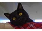 Adopt Ian a All Black Domestic Shorthair / Domestic Shorthair / Mixed cat in