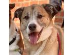 Adopt Winston a Tan/Yellow/Fawn Great Pyrenees / Mixed dog in Richmond