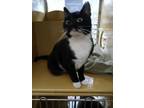 Adopt Teddi a All Black Domestic Shorthair / Domestic Shorthair / Mixed cat in