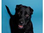 Adopt MARS a Black Labrador Retriever / Shar Pei / Mixed dog in Slinger