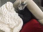 Adopt Lyra a Gray or Blue (Mostly) American Shorthair / Mixed (medium coat) cat