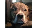 Adopt Max a Brindle Mastiff / Mixed dog in Naperville, IL (33582958)