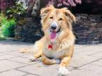 Adopt Pinky a Collie / Mixed dog in Barrington, RI (33582800)