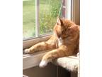 Adopt Pancake a Orange or Red Tabby Bengal / Mixed (medium coat) cat in