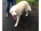 Adopt KOTA a White Husky / Great Pyrenees / Mixed dog in Westhampton