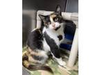 Adopt Petunia a Calico or Dilute Calico Domestic Shorthair (short coat) cat in