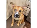 Adopt Axel a Husky / Labrador Retriever / Mixed dog in Waxhaw, NC (33582470)